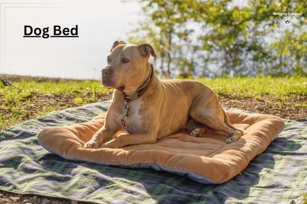 How to Hammock Camp With a Dog?